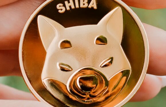 Shiba Inu coin arrives at highs to turn out to be new crypto dear